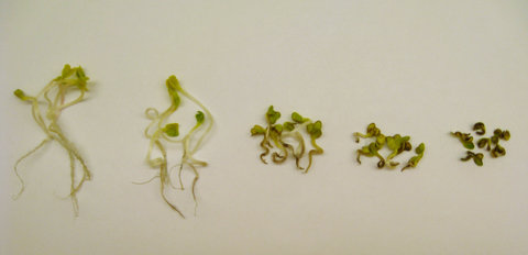 At left, a radish plant exposed to no copper nanoparticles, and then a range, culminating at 1,000 parts per million at right.