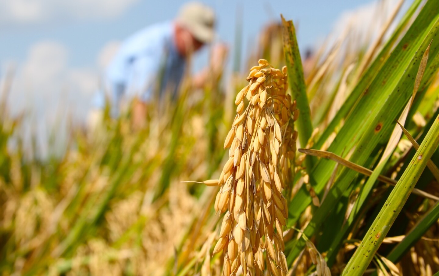 RICE READY 2025.jpg RICE READY 2025.jpg