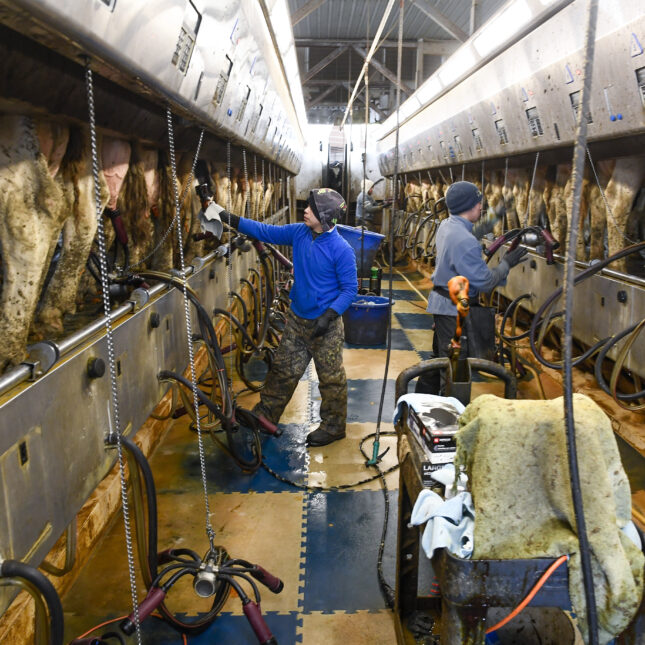 Two farm workers milk dairy cows on opposite side of a damp milking parlor — health coverage from STAT