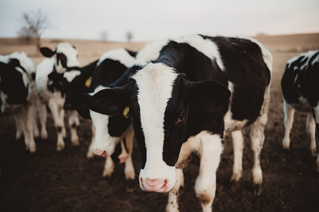 Close-up of cows in a pen