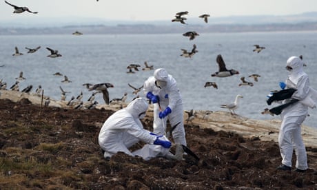 National Trust rangers clearing dead birds from one of the Farne Islands, off the coast of Northumberland, last summer.