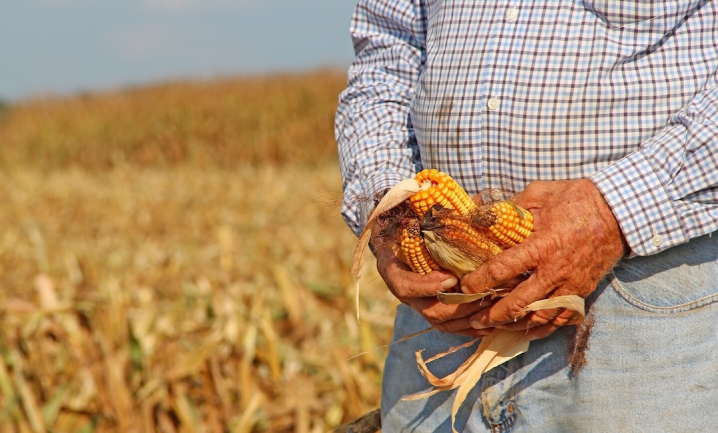 CORN HANDS 2025.JPG CORN HANDS 2025.JPG